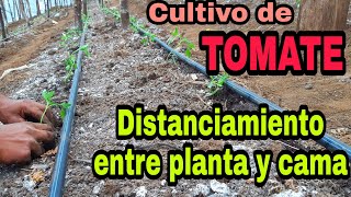 Distanciamiento en el cultivo de TOMATE en Invernadero [upl. by Dnalel]