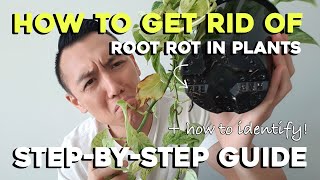 How to get rid of Root Rot  StepbyStep Guide  Remove Root Rot with me [upl. by Grimbal]