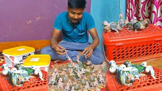 baby of sun conure How To feed easy way to conure baby  Sun conure baby [upl. by Gent]