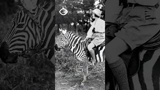 Can Zebras be tamed [upl. by Rossie]