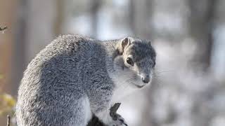 Delmarva Fox Squirrel at Blackwater NWR December 2017 [upl. by Eehtomit769]