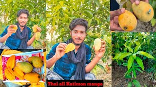 Katimon mango fruit plant🥭🥭all variety plant available all India delivery 🚚 contact me ☎️ 9382204308 [upl. by Maurer84]