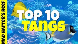 Top 10 Tangs for a Saltwater Tank [upl. by Akeme202]