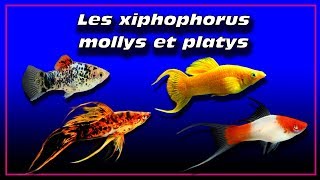 xiphophorus  molly platy de selection ✔ [upl. by Silvano]