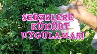 SEBZELERE KÜKÜRT UYGULAMASI garden nature bahçe doğalyaşam [upl. by Gilpin]