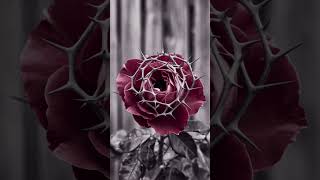 What Roses Teach Us About Life LifeLesson PersonalGrowth NatureWisdom Challenges InnerStrength [upl. by Ekyt]