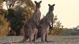 Oceanía  Los famosos canguros de Kangaroo Island Australia [upl. by Gershom]