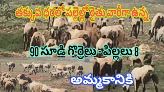 పల్లెల్లో రైతు దగ్గర తక్కువ ధరలో 90 సూడి గొర్రెలు 8 పిల్లలు అమ్మకానికి  వెంకీ 6305662856 1592024 [upl. by Znerol]