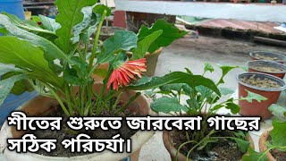 শীতে জারবেরা প্রচুরফুল পেতে এই কাজ গুলিকরুন। Gerbera Plants Care in Winter  Gardening Tips  PLANTS [upl. by Lemahs]