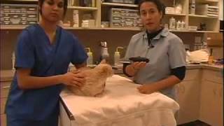 How to Flea Comb  Cat LazyPaw Animal Hospitals [upl. by Us]