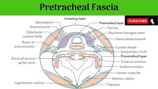 Pretracheal Fascia Anatomy mbbs education bds headandneckanatomy fascia [upl. by Ellenohs]