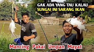 Hari ini sungai lagi banjir dan keruh kalau mancing pasti strike ikan tawes babon [upl. by Taam522]