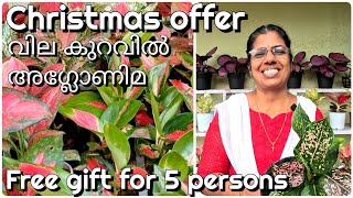 Aglaonema plants 8 varieties for sale Christmas offer saleFree gifts for 5 persons [upl. by Elimac970]