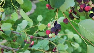 Serviceberry Harvest and Preservation [upl. by Haikan]