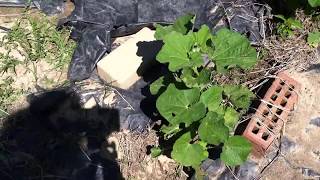 How to Grow Hollyhocks [upl. by Kleeman]