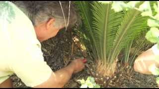 Transplanting a Cycad Palm  Prune Like a Pro [upl. by Rudiger]