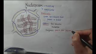 NUCLEOPLASM STRUCTURE FUNCTION [upl. by Ardnekan]