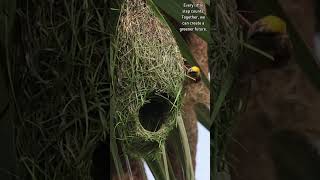 A DoubleDecker Nest Sustainable Living Weaver Style 🌍🏡 weavers nest birdlife duplex [upl. by Sudnac]