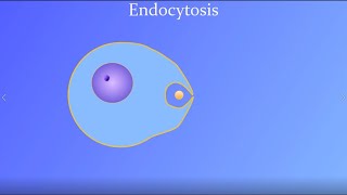 Endocytosis featuring a real amoeba and white blood cell [upl. by Moyra]