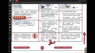 histology 32 connective  Fibers [upl. by Warfourd]