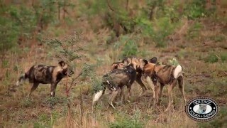 Hluhluwe Umfolozi Game Reserve Wild Dogs Playing and some incredible Interaction [upl. by Enaira46]