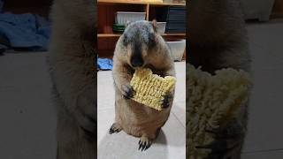 marmot is grinding instant noodles [upl. by Okihsoy14]