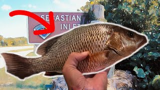 Fishing for Inshore Mangrove Snapper Sebastian Inlet [upl. by Assitruc852]