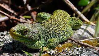 Lagarto ocelado lagarto arnal ocellated lizard Timon lepidus [upl. by Fazeli60]