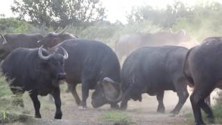 Buffalo fighting INTENSE  Nico Brits [upl. by Nodab]