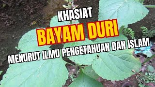 Bayam Duri Khasiat Fakta Unik dan Pandangan Islam  Aam Daily [upl. by Htidirem]