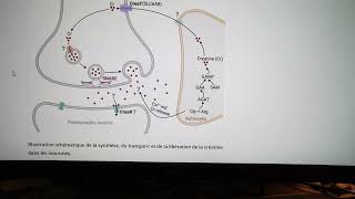 La créatine est elle un nouveau neurotransmetteur cérébral  part 2 [upl. by Pendergast]