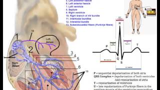 Cardiovascular System Conduction System of the Heart [upl. by Nitsraek]