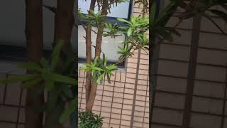 羅漢松 P macrophyllus 羅漢松（Podocarpus macrophyllus Thunb Sweet） VID20240830113349 [upl. by Lyret]