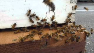 15 HD Minutes Bees Flying In And Out Of A Hive with stereo sound [upl. by Nylrehs74]