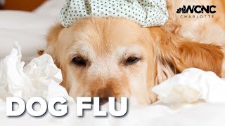 How to keep your dog healthy amidst spread of canine flu in Charlotte [upl. by Leonidas]