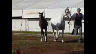 Lipizzan horse for saleLipizzaner zu verkaufen 855 Barbana 2012 [upl. by Iramo]