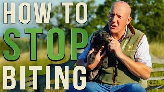 How to Stop a Puppy from Biting  Prevention is Better than Cure [upl. by Kcirreg]