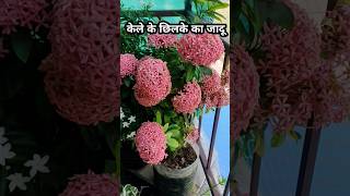 Homemade fertilizer for ixora plant ixora plant plantswithbabita shorts gardeningtips [upl. by Hoffman]