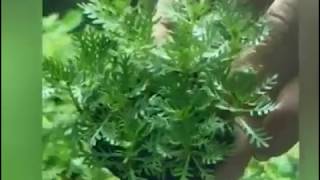 Featherfoil Hottonia Aquarium Plants [upl. by Amsirp388]