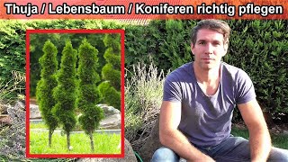 Thuja  Lebensbaum  Koniferen richtig pflegen – Anleitung  Gießen – Düngen – Standort – Schneiden [upl. by Mahseh]