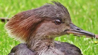 Hooded Merganser Female  Beautiful Birds [upl. by Buttaro]