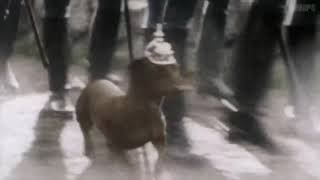 Dachshund with pickelhaube marching to the beat of Preußens Gloria [upl. by Naloj]