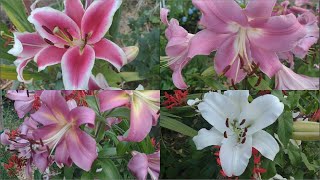 lily families liliaceae lilium brownii oriental lilies lilium stargazer lilum regale amp others [upl. by Kaiulani]