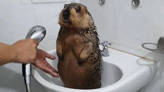 Bigbellied marmot sits blocking the drain hole in the sink [upl. by Gusty790]