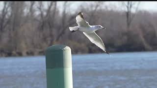 20240329 ring billed gull glastonbury boathouse slomo [upl. by Pincas933]