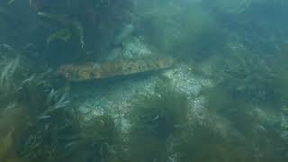 Beadnell Point and Yewglen Wreck 11th August 2024 [upl. by Frieda342]