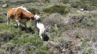 Bullterrier vs Cow [upl. by Josepha710]