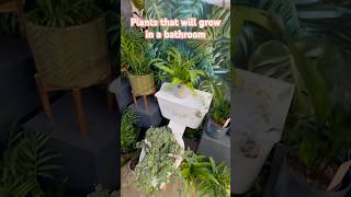 Houseplants That Will Grow In Toilet With Low Light Levels houseplants indoorplants indoorgarden [upl. by Nnayd]