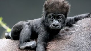 Wildlife Documentary  Full HD  Gorillas in the Wild [upl. by Marylynne]