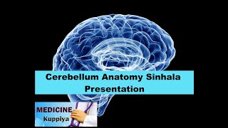 Cerebellum Anatomy Sinhala Presentation [upl. by Nuli]